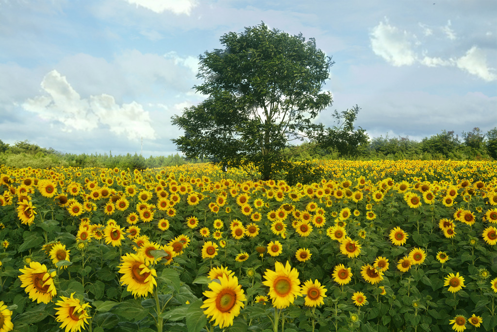 Cánh đồng hoa hướng dương Nghệ An