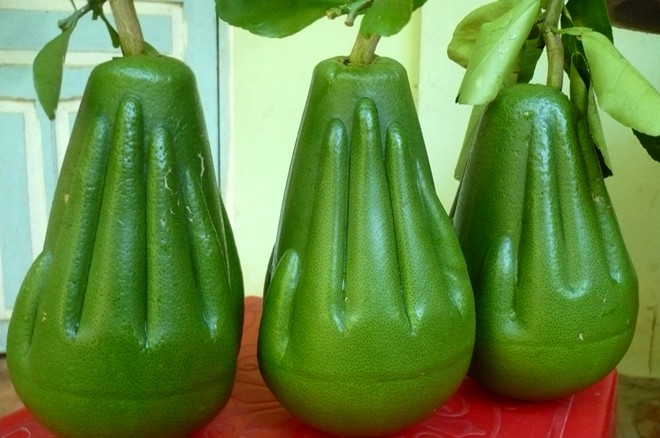 Những loại trái cây độc đáo trong mâm ngũ quả ngày Tết