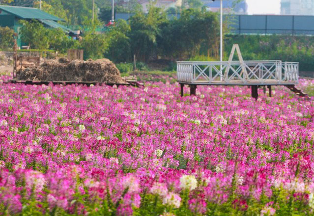 ve-may-bay-di-ha-noi-chup-anh-cung-hoa-tuy-diep1