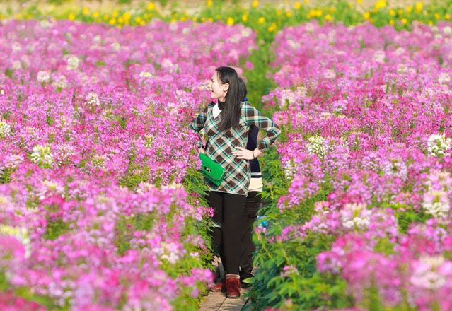 ve-may-bay-di-ha-noi-chup-anh-cung-hoa-tuy-diep10