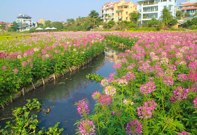 ve-may-bay-di-ha-noi-chup-anh-cung-hoa-tuy-diep3