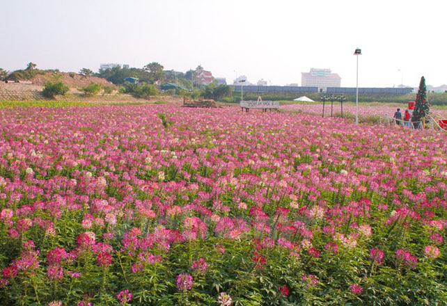 ve-may-bay-di-ha-noi-chup-anh-cung-hoa-tuy-diep5