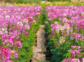 Vé máy bay đi Hà Nội chụp ảnh cùng hoa túy điệp