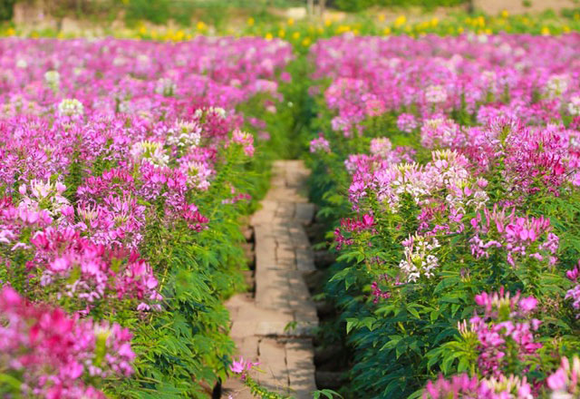 ve-may-bay-di-ha-noi-chup-anh-cung-hoa-tuy-diep7