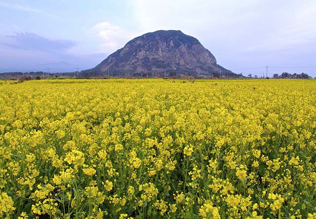 5k vé máy bay khuyến mãi đi Hàn Quốc miễn phí