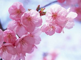 Kinh nghiệm chọn và chăm sóc hoa đào ngày Tết