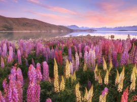 Lộng lẫy sắc hoa lupin ở New Zealand