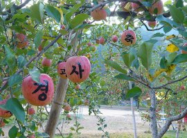 Vé máy bay đi Hàn Quốc khám phá lễ hội táo tháng 3