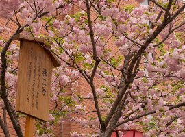 Vé máy bay khuyến mãi đi Nhật tháng 4 ngắm anh đào nở