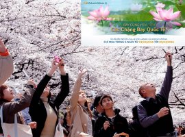 Vé máy bay khuyến mãi VNA ngắm hoa anh đào