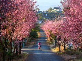 Vé máy bay giá rẻ đi Đà Lạt