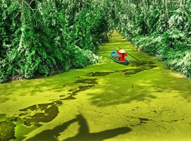 Vé máy bay giá rẻ đến Cà Mau