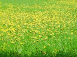 Vé máy bay giá rẻ đến miền đất Tuy Hòa hoa vàng cỏ xanh