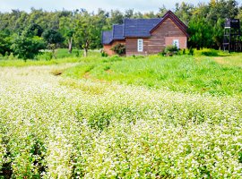 Vé máy bay đi Đà Lạt