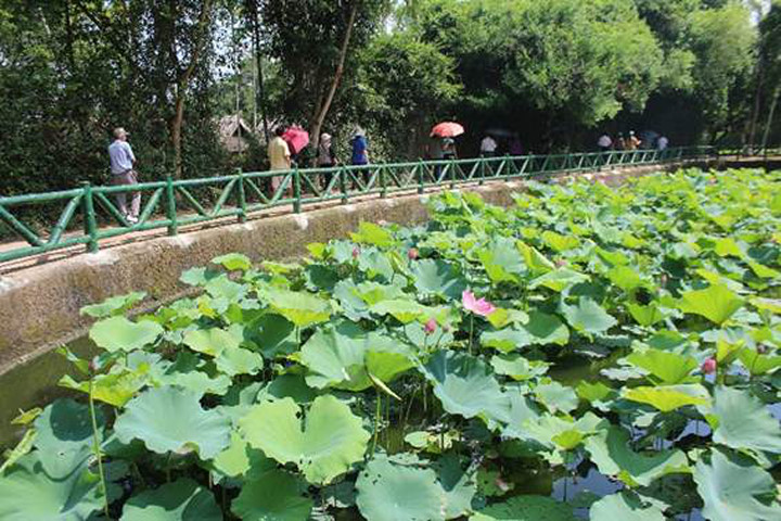 Làng Sen