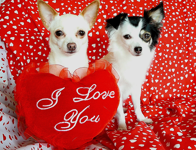 hinh-anh-valentine-lang-man-ngot-ngao-va-doc-dao17