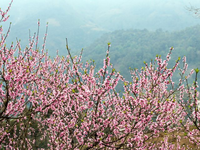 hoa-dao-sapa