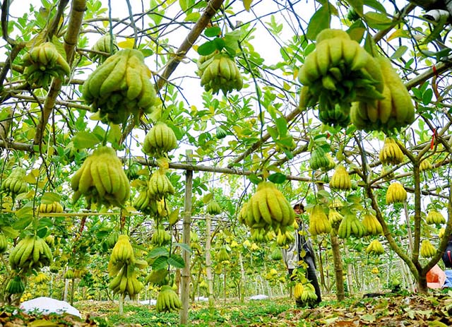 Những loại trái cây độc đáo trong mâm ngũ quả ngày Tết