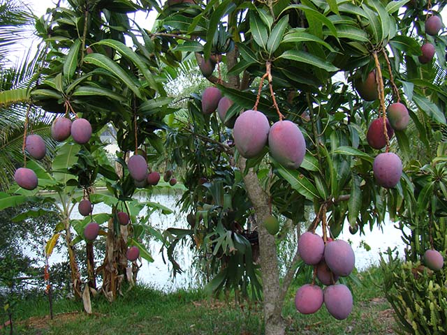 Những loại trái cây độc đáo trong mâm ngũ quả ngày Tết