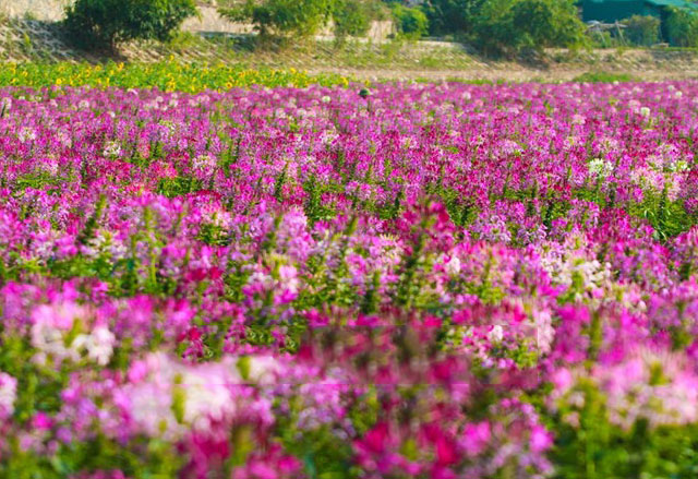 ve-may-bay-di-ha-noi-chup-anh-cung-hoa-tuy-diep