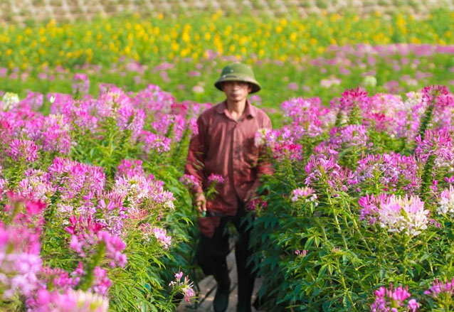 ve-may-bay-di-ha-noi-chup-anh-cung-hoa-tuy-diep6