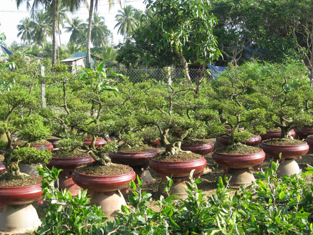 du-xuan-lang-hoa-mien-tay-tuyet-dep3