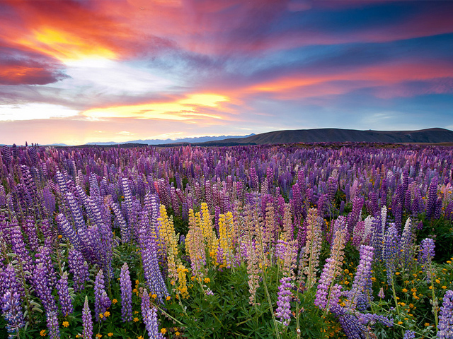 Lộng lẫy sắc hoa lupin ở New Zealand
