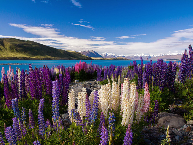 Lộng lẫy sắc hoa lupin ở New Zealand