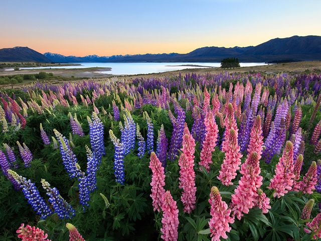 Lộng lẫy sắc hoa lupin ở New Zealand