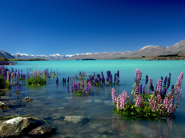 Lộng lẫy sắc hoa lupin ở New Zealand