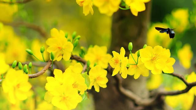 Những lời chúc mừng năm mới Tết Ất Mùi 2015 hay mới độc và lạ nhất