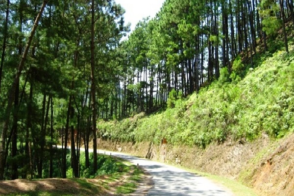 Đồi thông Hà Tam