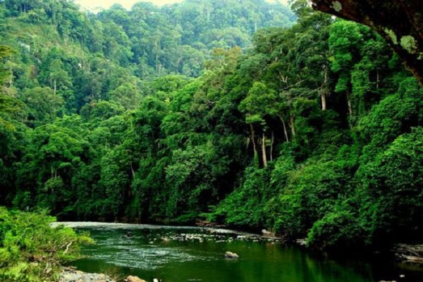 Rừng ngập mặn Hưng Hòa