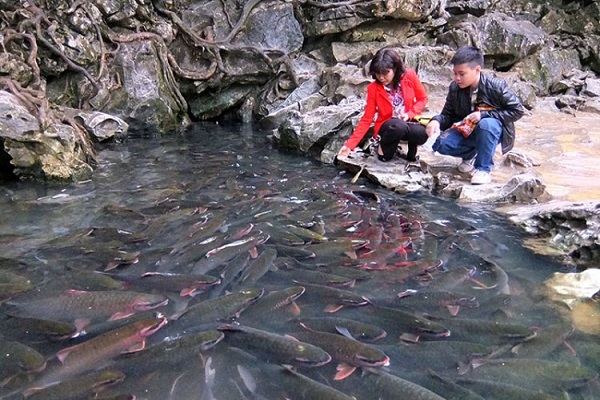 Suối cá thần Cẩm Thủy