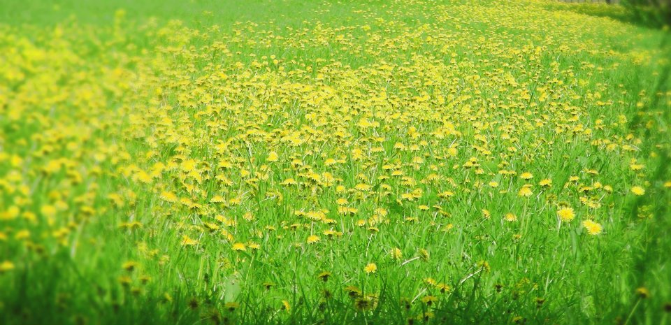 Vé máy bay giá rẻ đến miền đất Tuy Hòa hoa vàng cỏ xanh