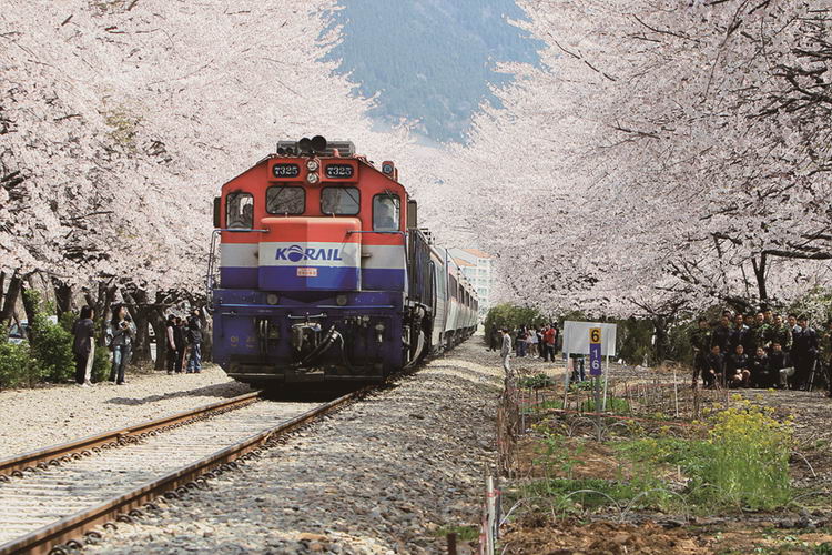 Jinhae