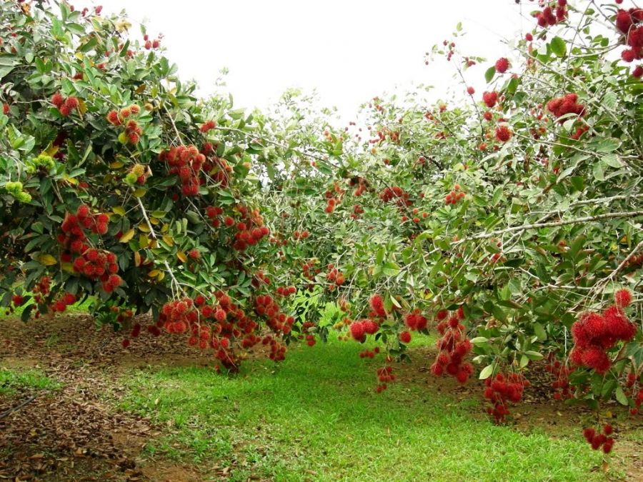 Vườn chôm chôm nặng trĩu quả