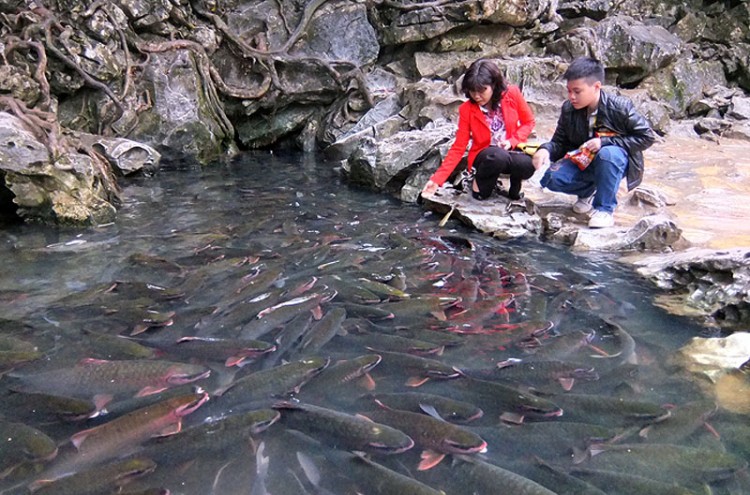 Suối cá thần