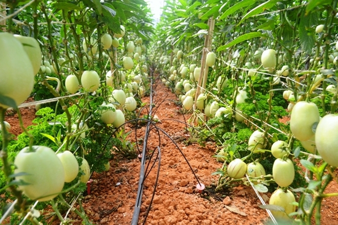 Vườn dưa ở Đà Lạt